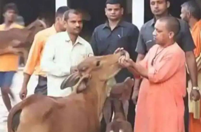 inhindu-Up-to-10-year-jail-for-cow-slaughter-in-UP